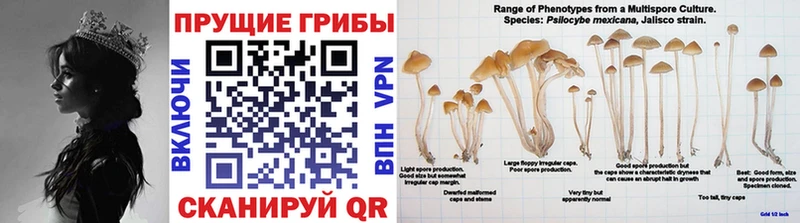 Псилоцибиновые грибы Magic Shrooms Зима